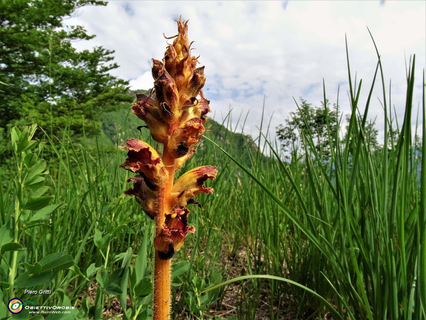 38 Orobanche rapum-genistae (Succiamele maggiore).JPG